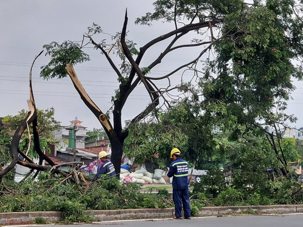 Công nhân cây xanh dọn dẹp hiện trường cây ngã đổ trên địa bàn TPHCM - Ảnh: Hoàng Lâm 