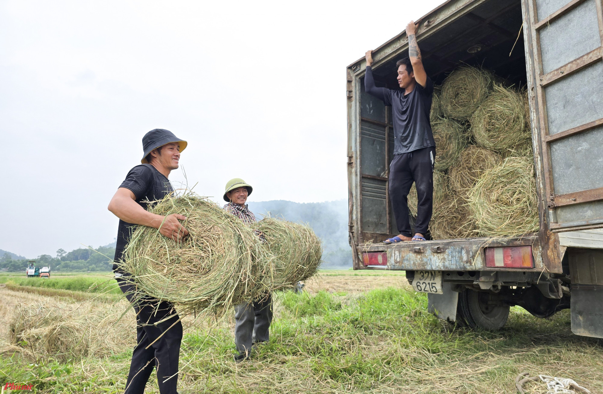 “Vì làm việc trong thời tiết nắng nóng nên tiền công cũng phải cao, ít nhất mỗi người ngày 800.000 đồng, còn thợ bốc rơm thì ngày 1 triệu đồng” - anh Quân nói. Sau khi thu hoạch, rơm được chất lên xe vận chuyển đến tận nơi cho các trang trại chăn nuôi lớn ở Nghệ An hoặc vận chuyển ra các tỉnh phía Bắc để phục vụ chăn nuôi, làm nấm…