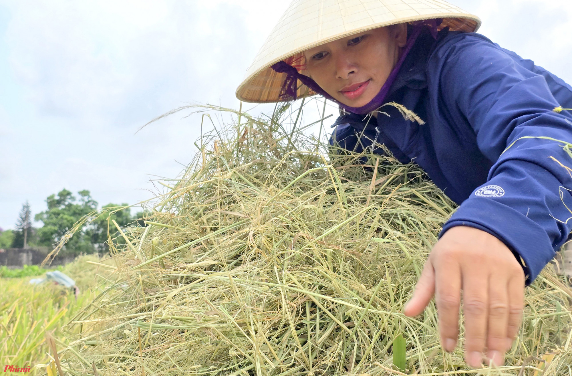 Tuy nhiên, việc thu gom rơm thủ công này khá vất vả. Đặc biệt là việc vận chuyển rơm từ ruộng về cho khách hàng.