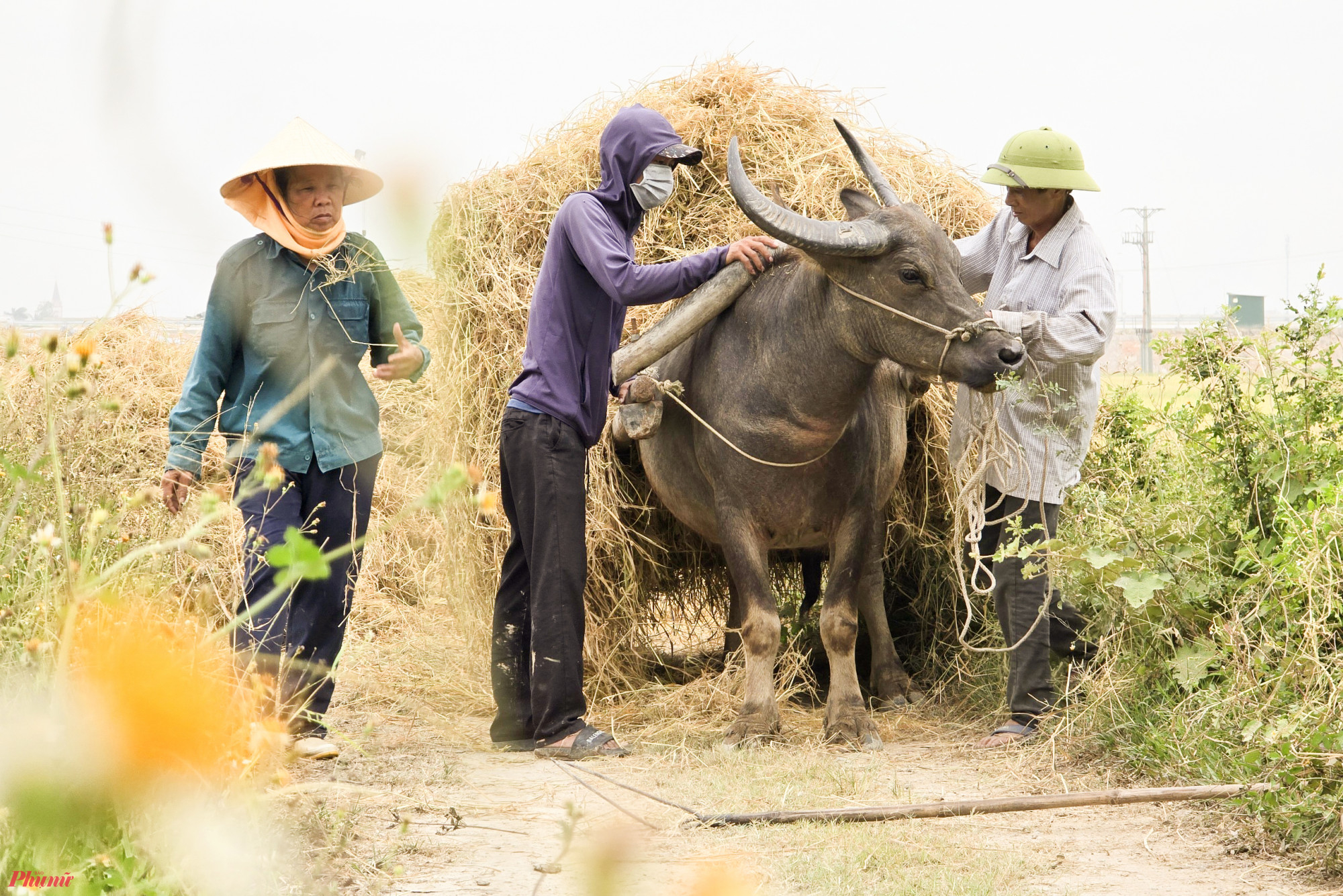 Máy gặt sau khi thu hoạch lúa sẽ bỏ rơm lại thành từng hàng trên ruộng. Sau một ngày phơi nắng, rơm mới được thu gom để vận chuyển về nhà dự trữ làm thức ăn cho gia súc hoặc bán cho người có nhu cầu.