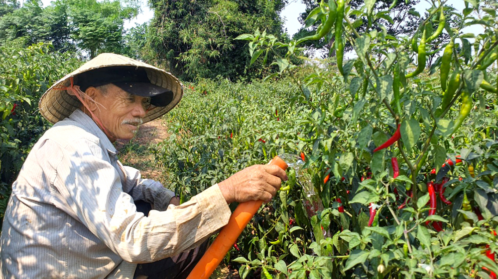 Người dân ở huyện Đại Lộc, tỉnh Quảng Nam cần mẫn tưới số nước ít ỏi cho cánh đồng ớt đang vào độ chín