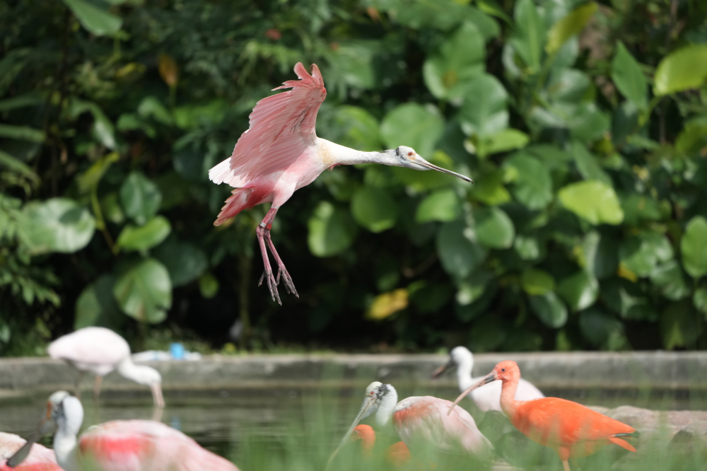 Khu bảo tồn cũng có một số lưu ý cho khách về việc không chạm vào chim, không cho chim ăn, cẩn thận với các loại trang sức như bông tai khi tham gia hoạt động khám phá Bird Paradise.