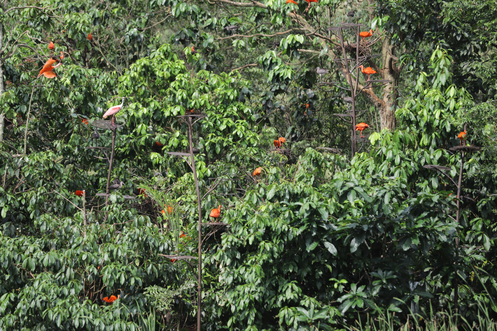 Điển hình như khu vực lớn nhất công viên, rộng đến 1,55 ha, Rwanda Nyungwe Forest Heart of Africa có thiết kế được lấy cảm hứng từ thung lũng rừng rậm châu Phi, với tòa tháp quan sát, cầu treo, lều theo phong cách Congo, loạt cây cổ thụ như cây sung cùng dòng suối uốn lượn. Tại đây, du khách sẽ bắt gặp hơn 80 loài chim châu Phi, từ những chú vẹt lưng xám đến những chú sáo và chim turac... Hay khu Kuok Group Wings of Asia tôn vinh hệ sinh thái đa dạng của Đông Nam Á khi tái hiện rừng tre, các ruộng bậc thang dốc, các công trình lấy cảm hứng từ Bali và Thái Lan, biến khu vực này thành nơi cư trú lý tưởng của thiên nga mặt đen,  vịt Mandarin, chim sáo... Còn Hong Leong Foundation Crimson Wetlands, với thác nước nhân tạo đẹp mắt chính là “ngôi nhà” của các chú hồng hạc Mỹ , vẹt đỏ đuôi dài, cò quăm đỏ .