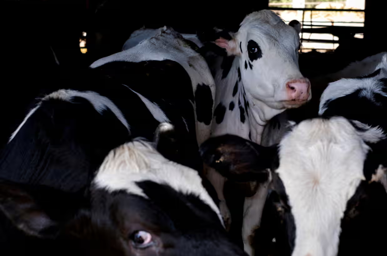 Virus cúm gia cầm được xác nhận ở 51 đàn bò sữa ở 9 bang, tại Mỹ - Ảnh: Reuters