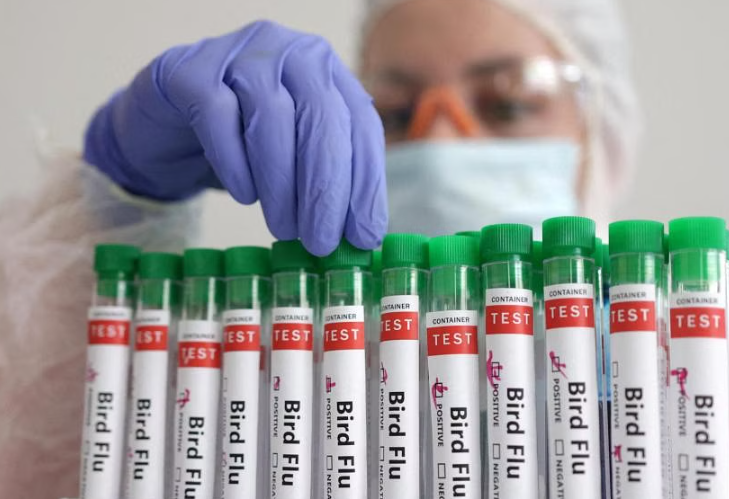 Chủng cúm gia cầm H5N1 đã càn quét toàn cầu trong những năm gần đây. ẢNH: REUTERS