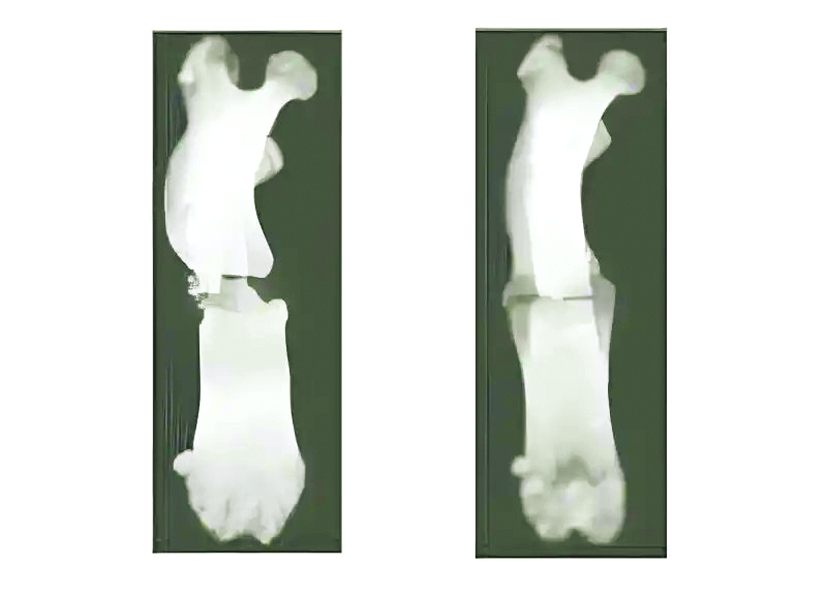 Hình chụp X-quang xương đùi của chuột chưa lành hoàn toàn (trái) so với xương đùi được chiếu xạ plasma ở tuần thứ tám - Nguồn ảnh: Đại học Osaka Metropolitan