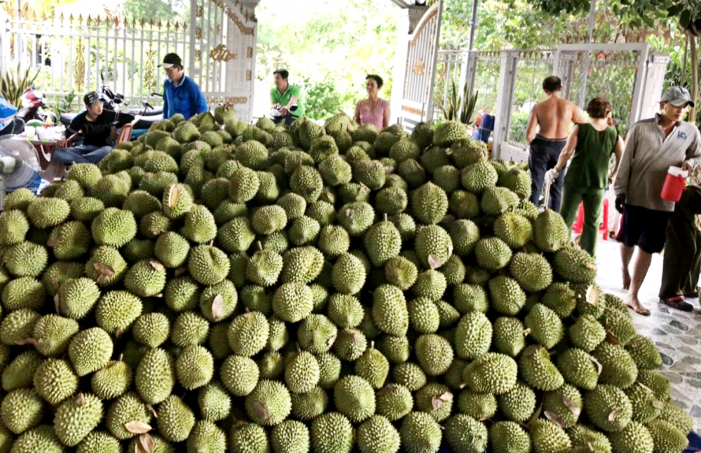 Nông dân tỉnh Bến Tre thu hoạch sầu riêng