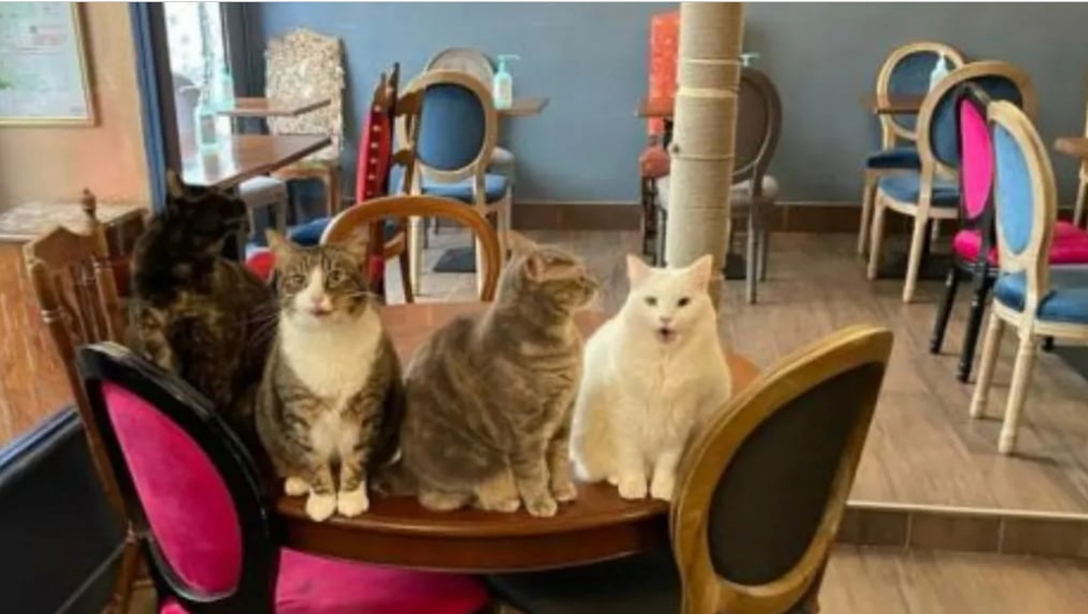 Le Café des Chats - Paris, Pháp Ảnh: Le Café des Chats