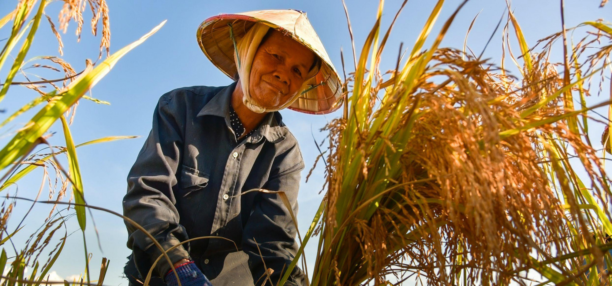 Sản phẩm bảo hiểm chỉ số thời tiết giúp bảo vệ nông dân khỏi các tác động của hiện tượng khí hậu cực đoanKhoảng 40% tổng giá trị sản xuất của ĐBSCL có thể được bảo vệ bằng bảo hiểm chỉ số thời tiết - Ảnh: DFAT