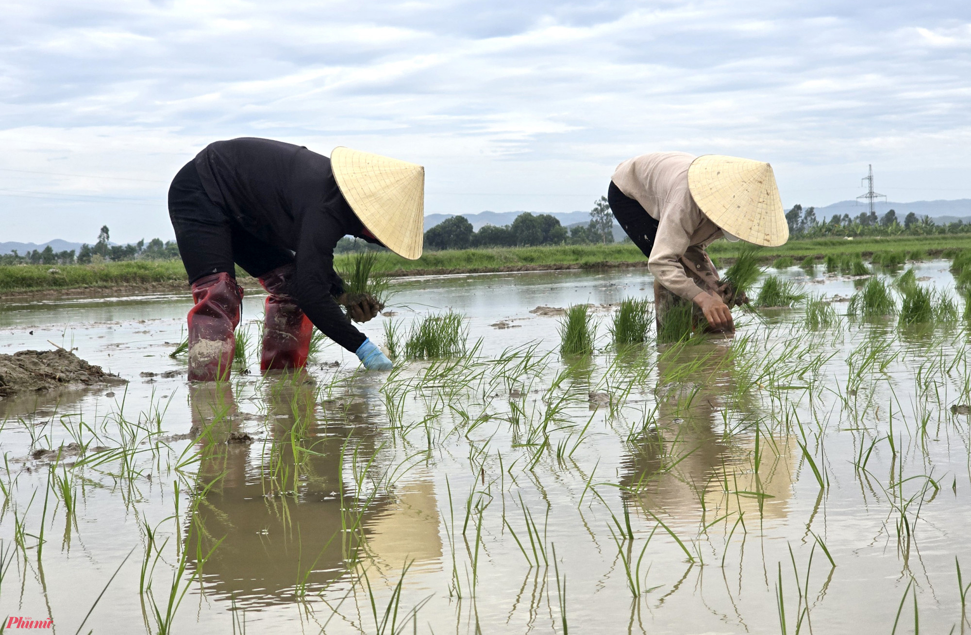 Nghề “đi cấy lấy công” chẳng phải bỏ vốn liếng, ngày nào được trả “tiền tươi” ngày đó song không phải ai cũng theo được nghề, đặc biệt là vào mùa nắng nóng gay gắt tháng 6.