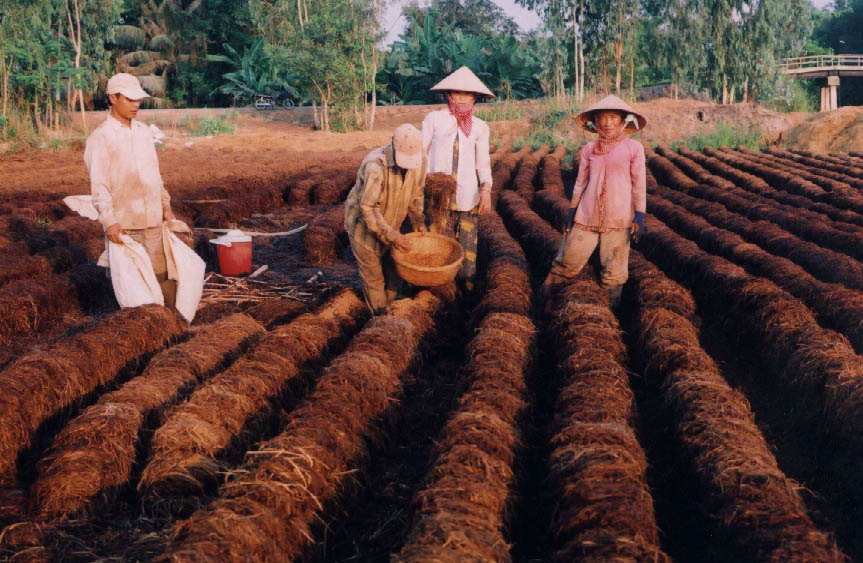 Nhiều nông dân ở Đồng Tháp sử dụng nguồn rơm để trồng nấm, góp phần tăng thu nhập