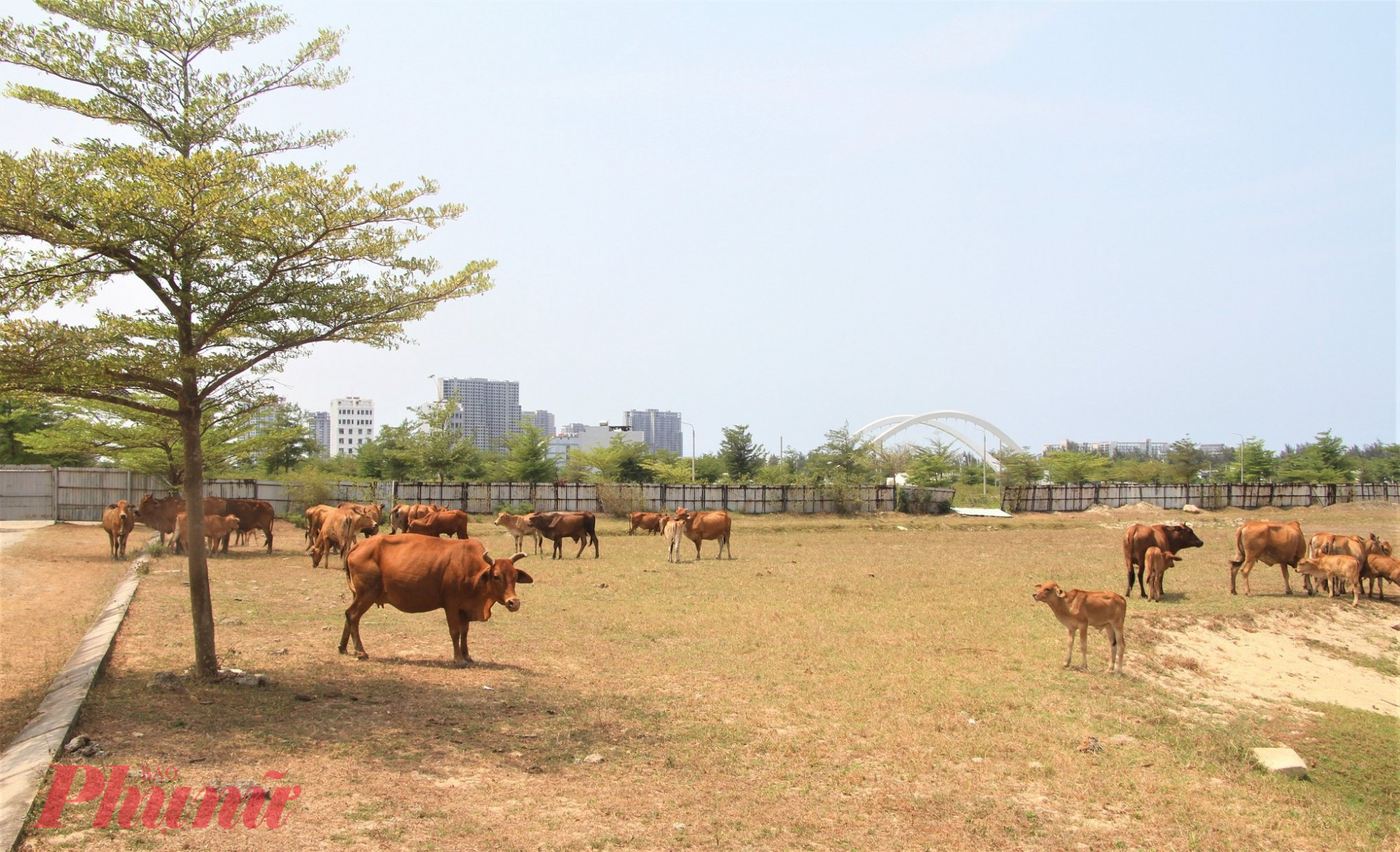 Dự án khu đô thị của Bách Đạt An vẫn để hoang