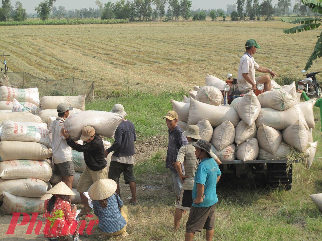 Nông dân TP Cần Thơ bán lúa hè thu tại ruộng cho thương lái