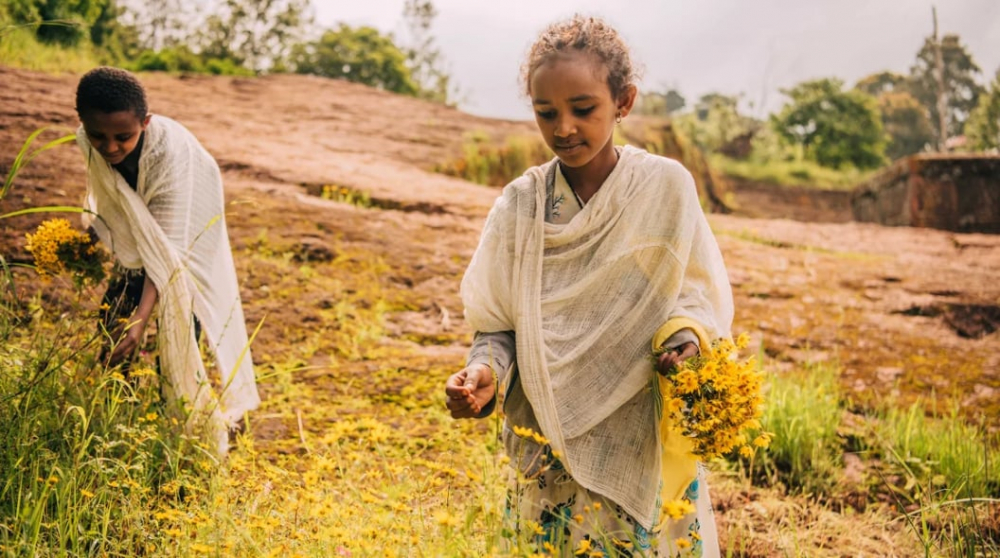 Hoa adey abeba, loài hoa bản địa của Ethiopia nở rộ vào ngày đầu năm mới - Ảnh: Abel Gashaw