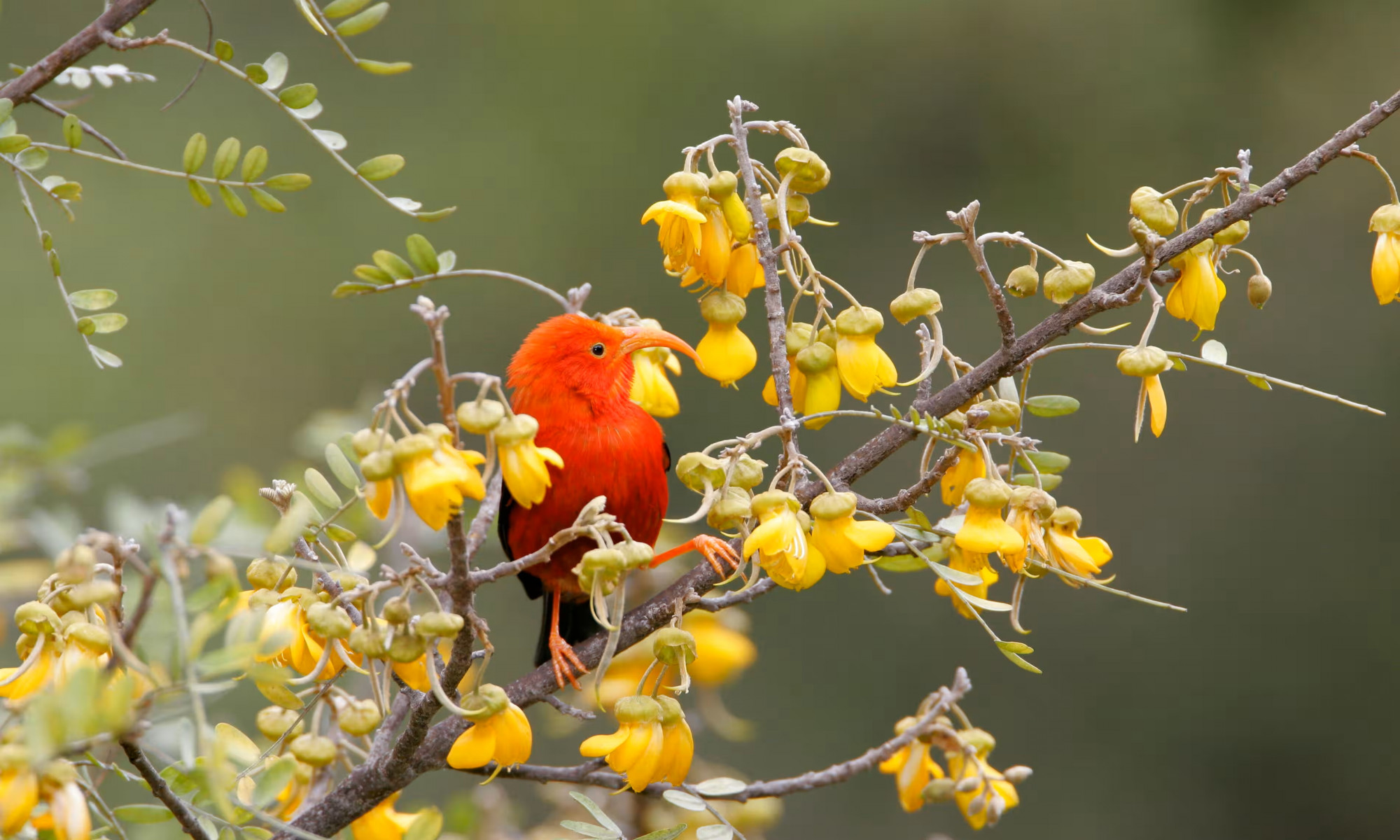 Loài chim honeycreeper đỏ tươi với tên gọi 'i'iwi có 90% nguy cơ tử vong nếu bị muỗi nhiễm bệnh sốt rét đốt - Ảnh: Alamy