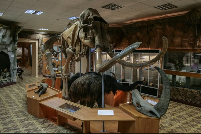 Bộ xương của voi ma-mút trong bảo tàng. Ảnh: dimakig/Shutterstock