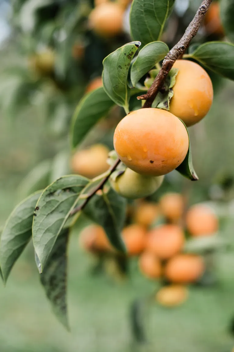Trồng cây ăn trái trong chậu vừa giúp tiết kiệm chi chí cải tạo cây trồng theo mùa, vừa giúp bạn có thêm nhiều loại trái cây để thưởng thức