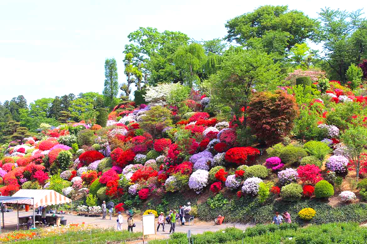 Khu vườn này được cho là đã hình thành từ khoảng 300 năm trước khi ông Watanabe Soichiro trồng hoa đỗ quyên trang trí cho khu đất của mình. Vườn trải dài qua hai ngọn đồi, một cánh đồng và nuôi dưỡng 3.000 cây đỗ quyên xinh đẹp. Vào mùa này, những ngọn đồi được bao phủ bởi muôn sắc thắm: đỏ, đỏ son, hồng phai, hồng đậm... cứ ngỡ như vườn thượng uyển!Dạo bước dọc theo con đường nhỏ và leo lên ngọn đồi, bạn sẽ được chiêm ngưỡng toàn cảnh nông thôn bình dị của ngoại ô Thành phố Sukagawa. Bạn cũng đừng quên ghé thăm cây Edo Nishiki lâu đời nhất trong khu vườn, nay đã hơn 300 năm tuổi nhéNgoài hoa đỗ quyên, khu vườn còn trồng khoảng 50.000 cây mẫu đơn từ hàng chục giống. Nếu trót phải lòng một đóa hoa nào, bạn có thể hỏi nhà vườn để mua cây con về quà lưu niệm luôn đấy - Ảnh: Fanpage Fukushima