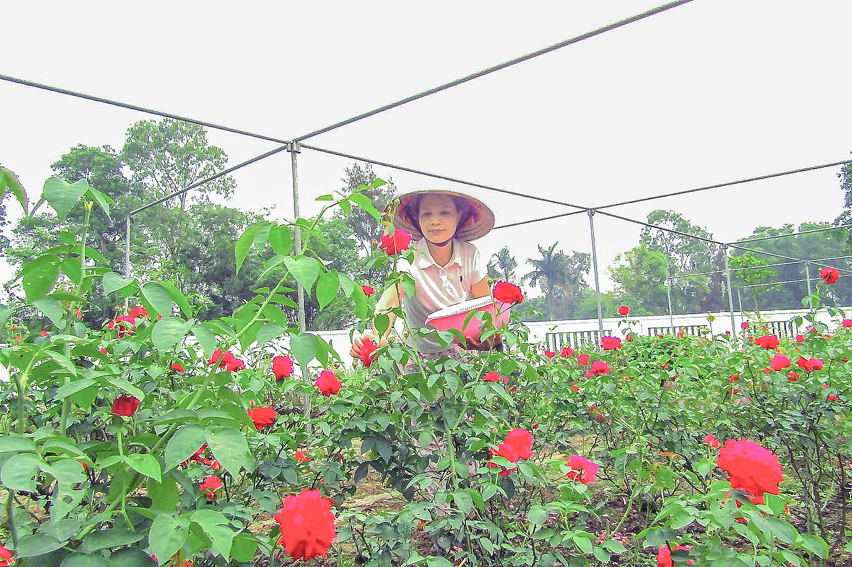 Chị Huyền đang thu hoạch hoa để làm nước hoa hồng