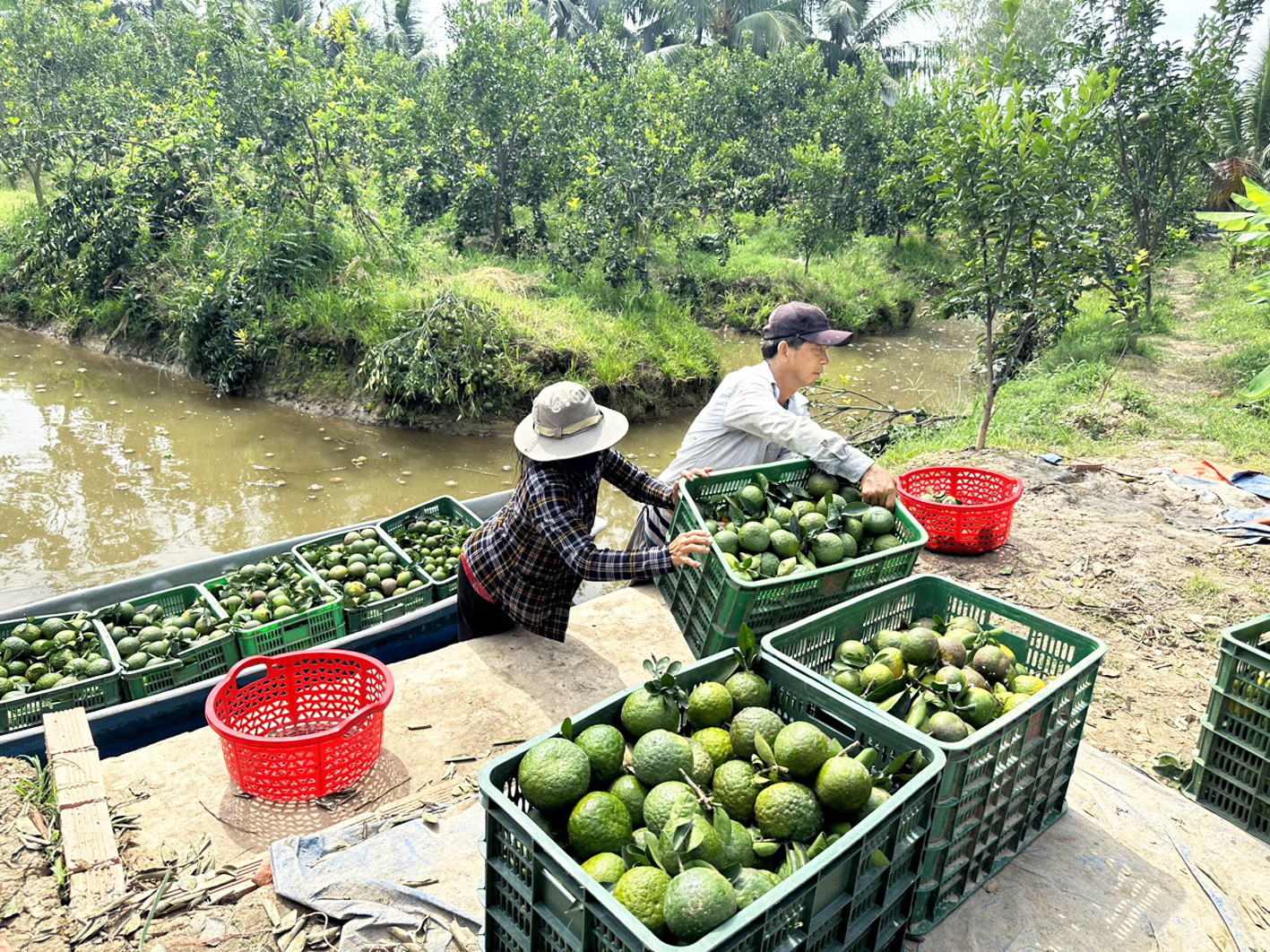 Cam sành ở huyện Trà Ôn, tỉnh Vĩnh Long - loại trái cây dễ vận chuyển, bảo quản, phù hợp với việc tiêu thụ qua kênh thương mại điện tử - ẢNH: THANH LÂM