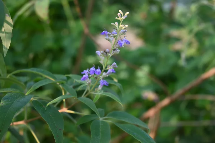 Cây trinh nữ ( Vitex negundo ) là một loại cây bụi rụng lá có khả năng xua đuổi rắn. 4  Được trồng ở vùng 6 đến 9, đây là loài ưa nhiệt, ưa nắng và đất tơi xốp, ẩm, thoát nước tốt. Cây trinh nữ có thể cao tới 10 feet và tạo ra các cụm hoa nhỏ, đẹp, thơm, màu xanh tím vào giữa đến cuối mùa hè, thu hút bướm và các loài thụ phấn khác.