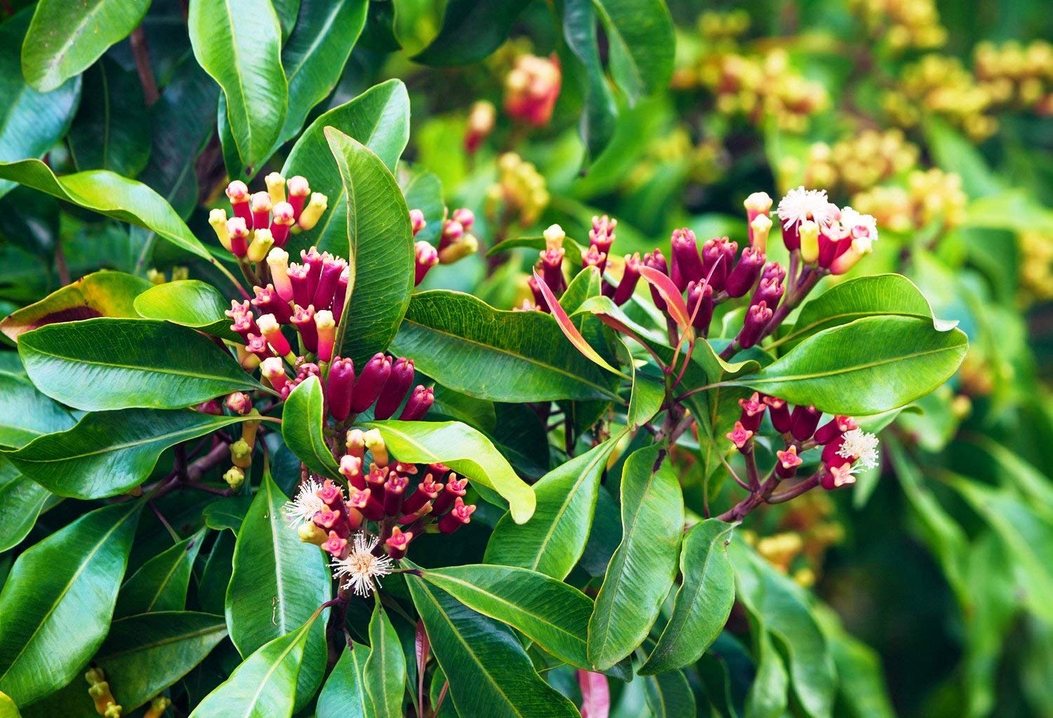 Cây đinh hương  cây đinh hương ( Syzygium aromaticum ) có đặc tính xua đuổi hay không, nhưng nếu bạn quyết định trồng một cây đinh hương và nó không có tác dụng, bạn vẫn sẽ có một mẫu cây cảnh đẹp.  Cây đinh hương là loài cây sinh trưởng chậm, sống lâu, có nụ hoa màu hồng đỏ hấp dẫn và lá thơm. Trồng chúng ở nơi có nắng đầy đủ hoặc một phần trong đất thoát nước tốt, ẩm đều ở vùng chịu đựng 11 đến 12 để thấy chúng cao tới 30 feet. creativefarmer 