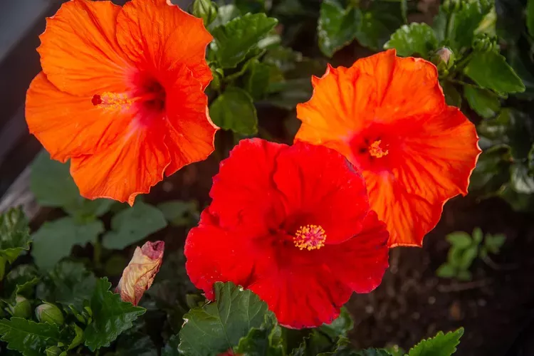 Hoa dâm bụt nhiệt đới ( Hibiscus rosa-sinensis ) được cho là có đặc tính xua đuổi rắn và chiết xuất axit citric từ cây này được liệt kê là thành phần hoạt tính trong một số thuốc xua đuổi thương mại. 5  Cây bụi tuyệt đẹp, phát triển nhanh này nở hoa rất nhiều khi điều kiện thích hợp. Để tận dụng tối đa hoa, hãy trồng ở vùng chịu đựng từ 9 đến 12 hoặc trồng hàng năm ở nơi khác. Hoa dâm bụt nhiệt đới phát triển tốt nhất ở nơi có đầy đủ ánh nắng mặt trời hoặc bóng râm một phần với đất ẩm và thoát nước tốt.