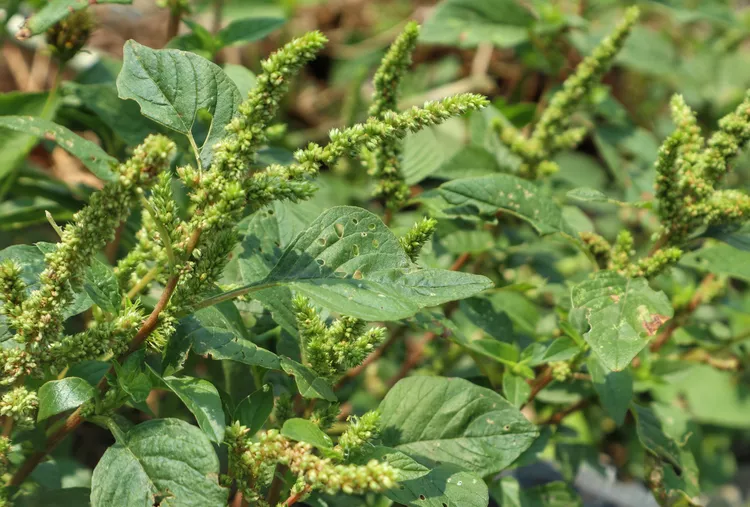 Cây rau dền gai ( Amarantis spinosus ) là một loại thảo mộc hàng năm có thể ăn được, phân nhánh dày đặc, mọc ở vùng 4 đến 11. Nó cũng được sử dụng rộng rãi ở vùng nông thôn châu Phi để xua đuổi rắn, với những chiếc gai trên cây trưởng thành có tác dụng ngăn chặn rắn. 2  Những cây này mọc dễ dàng ở những nơi có nhiều nắng với đất màu mỡ, thoát nước tốt. Tuy nhiên, cây này mọc dễ dàng đến mức có thể trở thành cỏ dại với khả năng xâm lấn cao và gai khiến việc nhổ bằng tay trở nên khó khăn. 13