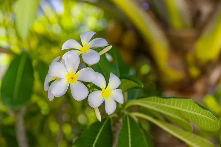 Các nhóm xã hội văn hóa ở Châu Phi trồng cây hoa chuông ( Plumeria alba ) vì họ tin rằng mùi hương mạnh mẽ của chúng có thể xua đuổi rắn .  Những bông hoa trắng đẹp, thơm ngọt của loài cây rụng lá này nổi bật, và hình dạng nhỏ gọn khiến nó trở thành cây mẫu lý tưởng cho sân trong hoặc đường viền cây bụi. Bạn có thể trồng cây hoa thơm ở vùng chịu đựng của USDA từ 10 đến 12 ở nơi có đầy đủ ánh nắng mặt trời với đất giàu dinh dưỡng, thoát nước tốt.