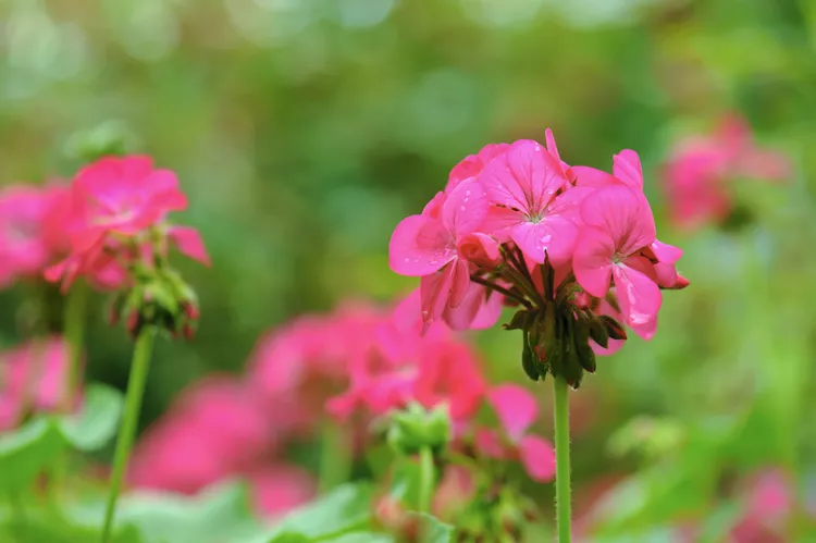 Mặc dù không có nghiên cứu nào chứng minh tính hiệu quả của chúng, nhưng hoa phong lữ ( Pelargonium spp.) là một loại thuốc xua đuổi rắn phổ biến được nhiều chủ nhà ở Nam Phi sử dụng. 10 Cho dù có hiệu quả hay không, những loài cây ra hoa hấp dẫn này cũng sẽ là sự bổ sung tuyệt vời, đầy màu sắc và thơm ngát cho luống hoa và chậu hoa của bạn.  Trồng cây phong lữ ở vùng chịu đựng từ 9 đến 12 dưới ánh nắng đầy đủ và đất thoát nước tốt. Để đất khô giữa các lần tưới nước và cắt bỏ hoa tàn sẽ thúc đẩy cây ra hoa nhiều.