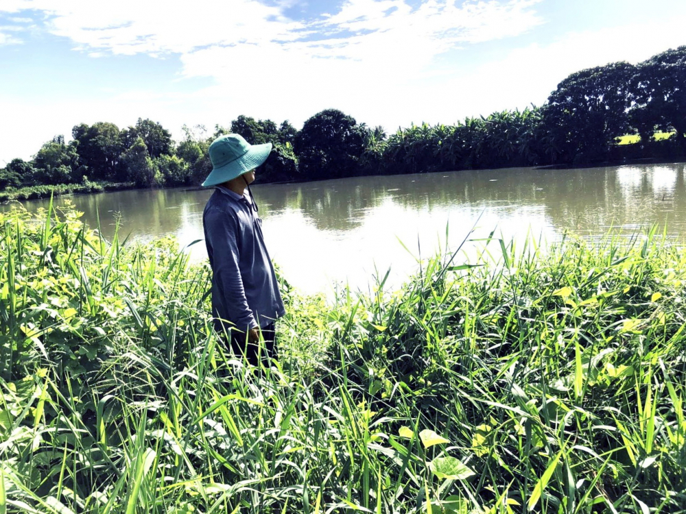 Các ao nuôi cá tra của ông Lê Quang Vinh giờ hoang phế do không còn vốn đầu tư