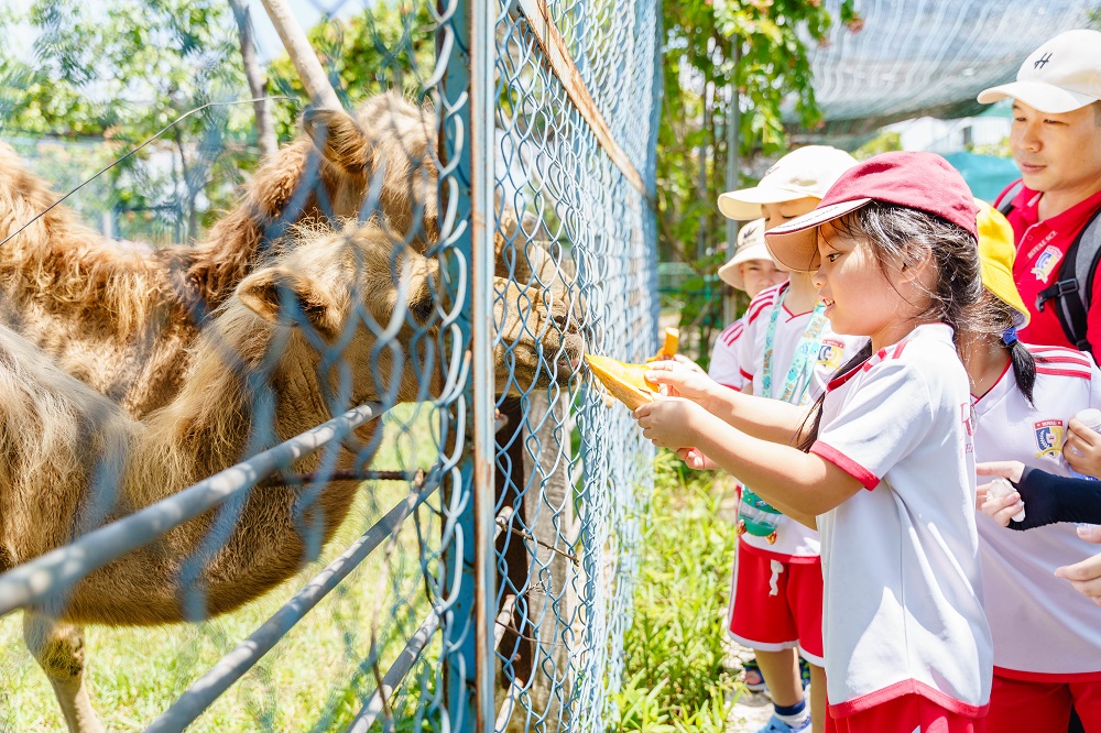 Học sinh được hướng dẫn cho thú ăn với sự quan sát và hỗ trợ của các thầy cô Royal School - Ảnh: Royal School