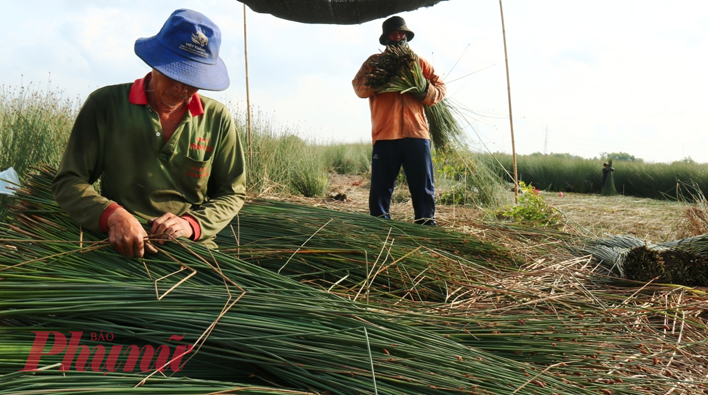 Các sản phẩm làm từ cỏ bàng được người dân trong và ngoài nước ưa chuộng bởi sử dụng an toàn, thân thiện với môi trường. Vì vậy, giá cỏ bàng tăng lên, người nông dân sống trên đồng cỏ bàng có thu nhập. (Ảnh: Thanh Lâm)