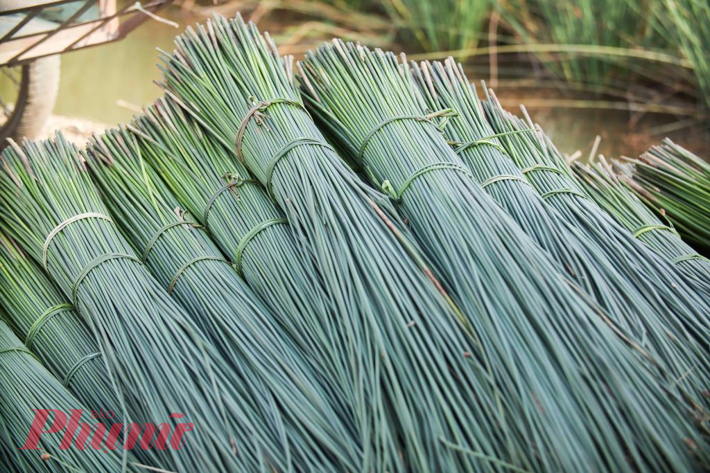 Cỏ bàng cột thành từng bó xếp hàng dài trên bờ ruộng chờ thương lái đến thu mua. (Ảnh: Thanh Lâm)