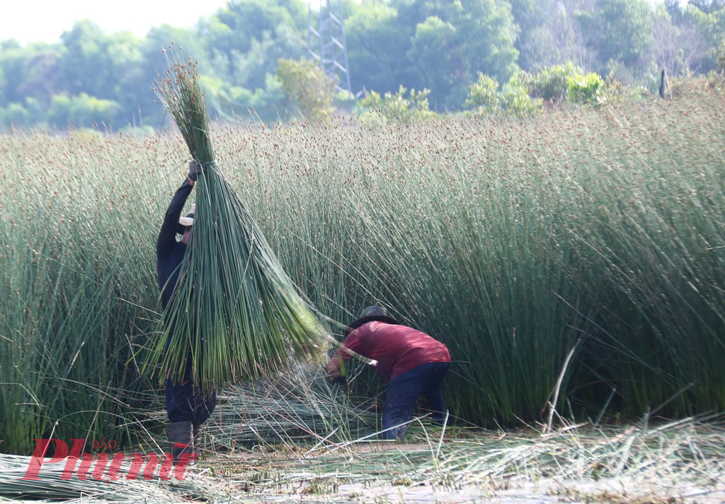 Đến thời điểm thu hoạch, nông dân dùng lưỡi liềm cắt cỏ bàng, bó thành từng bó chất thành hàng dài. (Ảnh: Thanh Lâm)