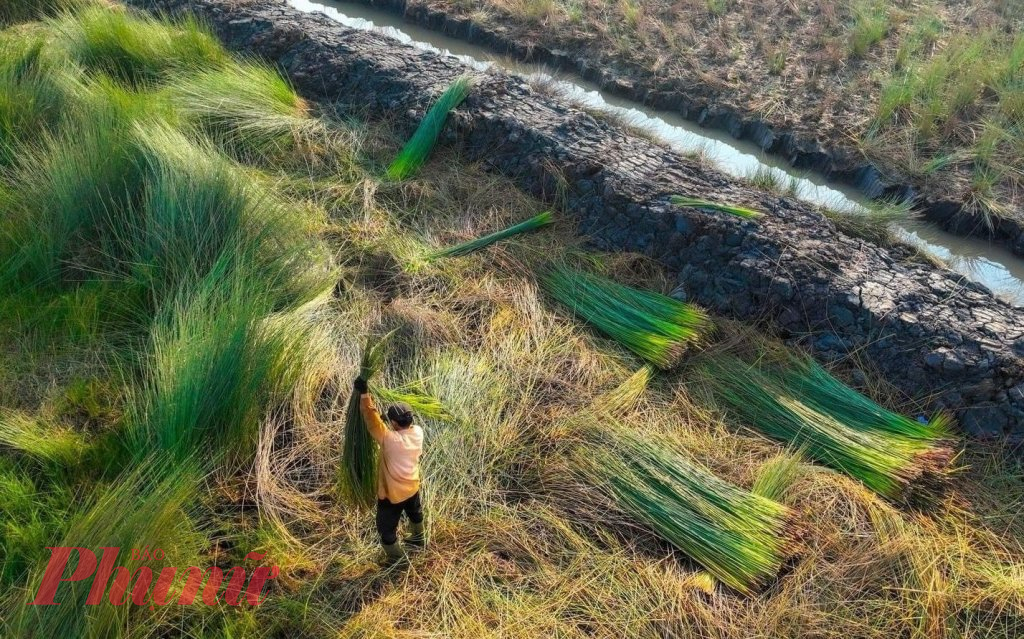 Ngoài cánh đồng cỏ bàng bạt ngàn ở Long An, huyện Tân Phước nằm trong vùng Đồng Tháp Mười (thuộc tỉnh Tiền Giang) cũng là nơi có điều kiện tự nhiên đất phèn thuận lợi để cỏ bàng sinh sôi và phát triển. (Ảnh: Thanh Lâm)