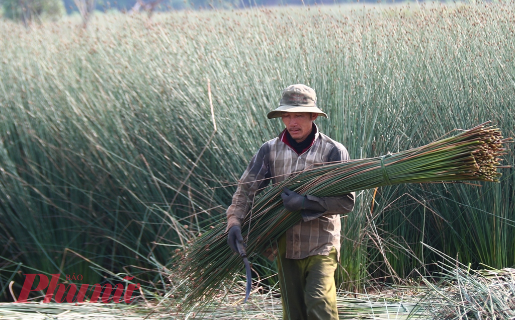 Thị trấn Mỹ Phước (huyện Tân Phước) đang có mô hình trồng thử nghiệm 2,2ha cỏ bàng làm ống hút và các sản phẩm thân thiện môi trường khác để phục vụ xuất khẩu. (Ảnh: Thanh Lâm)