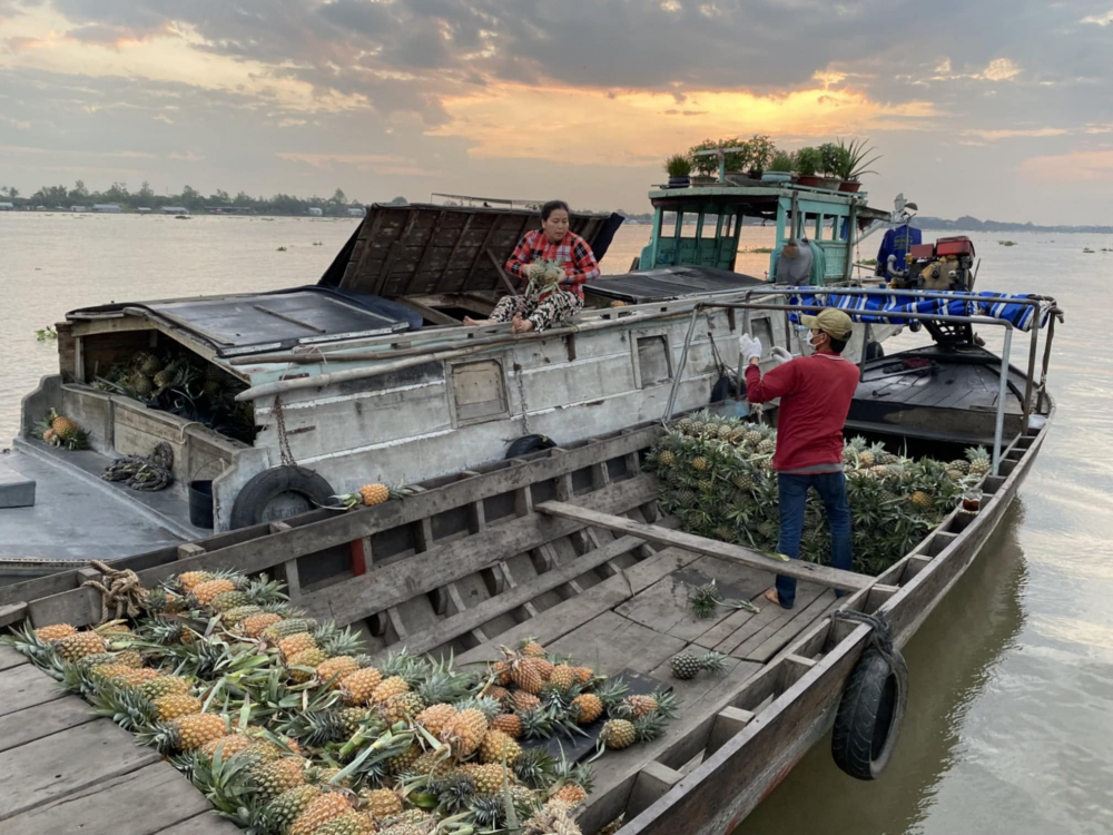 Một ghe chở thơm ở dưới Kiên Giang lên đây bán hàng. Theo các kênh rạch sông ngòi, các ghe từ khắp miệt đồng bằng có thể tới được chợ nổi Long Xuyên.