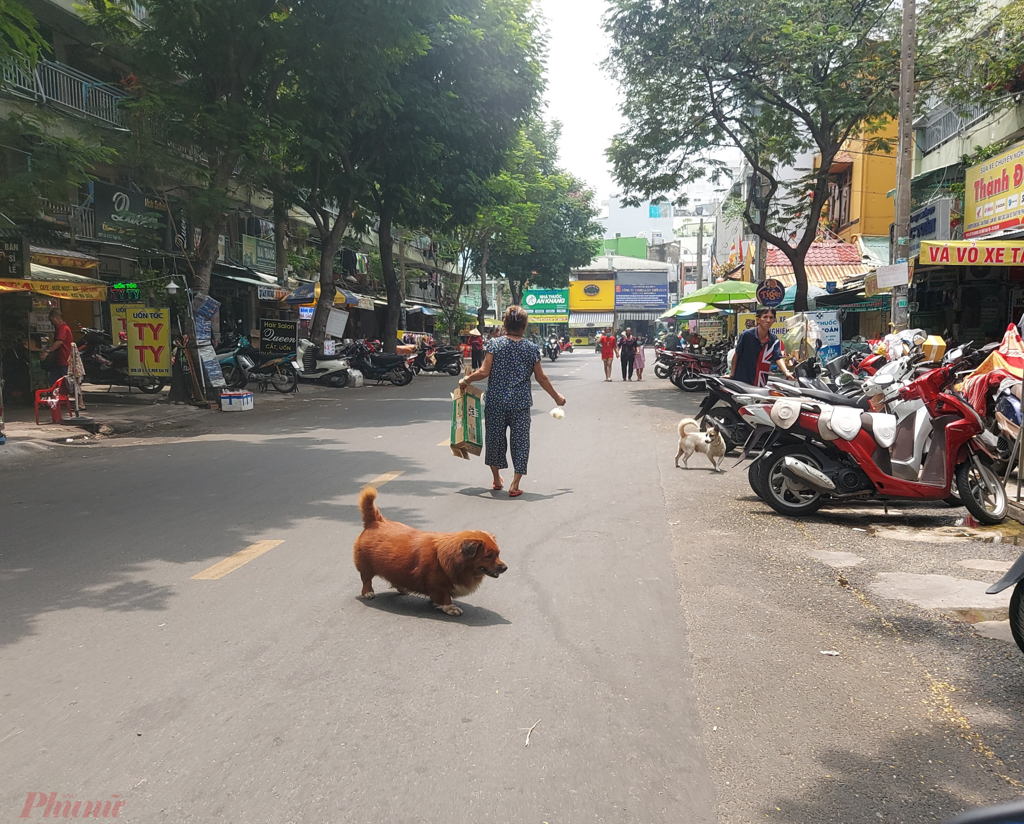 Chuyện đi vệ sinh của những chú chó là một trong nhiều vấn đề liên quan đến văn minh đô thị