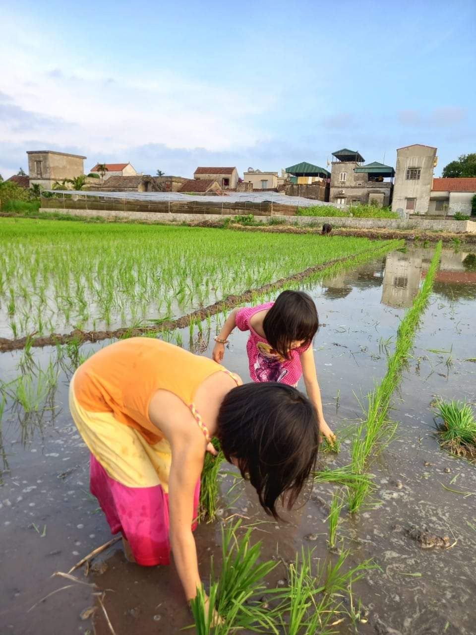 Con ra đồng cấy lúa