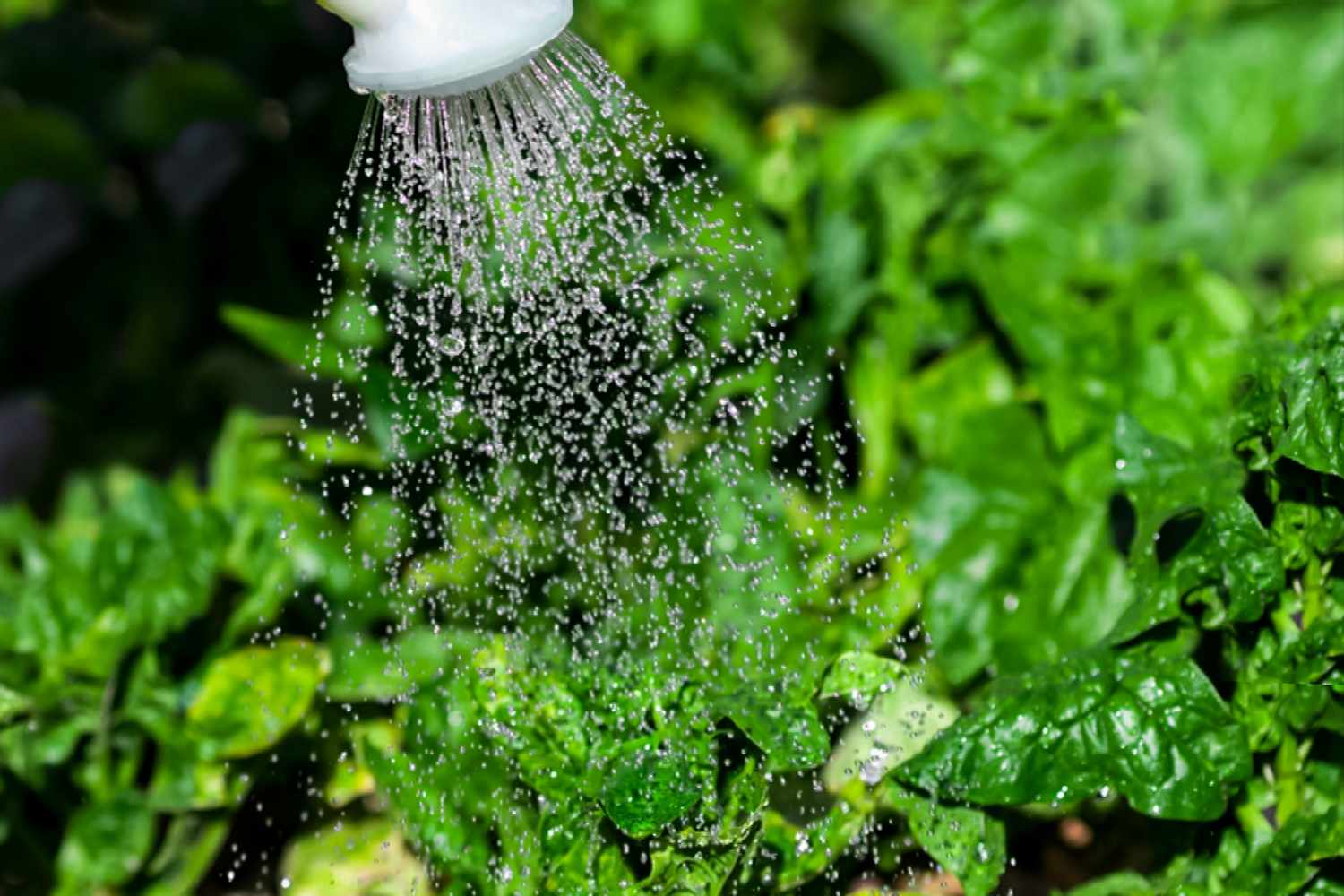 https://www.thespruce.com/how-often-should-i-water-my-vegetable-garden-8655745