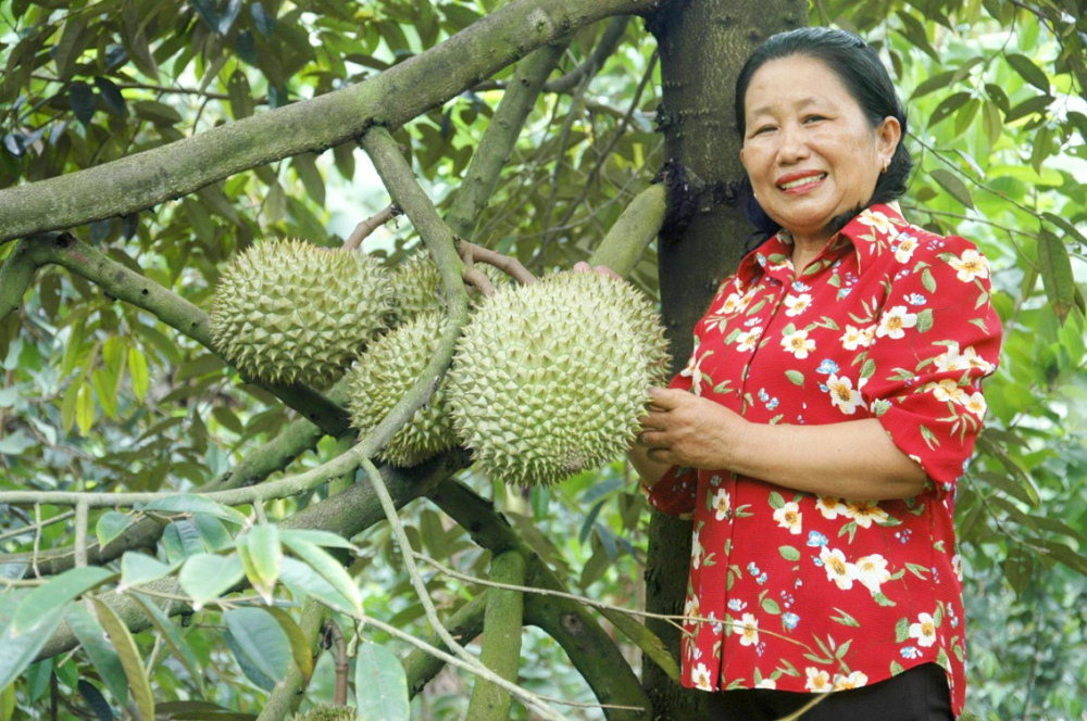 Chị Nguyễn Thị Thinh - Giám đốc Hợp tác xã Nông nghiệp Tân Phú - bên vườn sầu riêng của mình