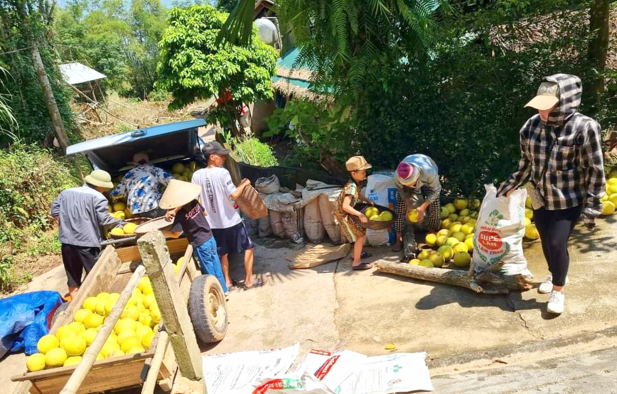 Từ cuối tháng Tám, thương lái bắt đầu ồ ạt đổ về huyện Hương Khê thu mua bưởi Phúc Trạch - Ảnh: Khánh Trung