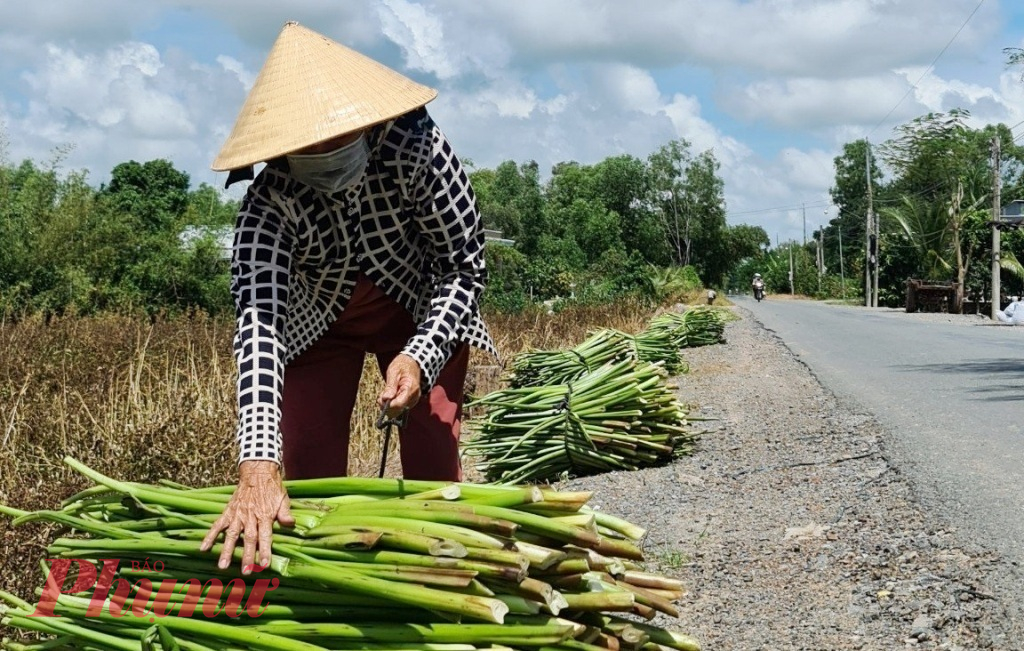 Bà Bảy, một trong những hộ dân ở xã Bình Hiệp, thị xã Kiến Tường, tỉnh Long An đi cắt lục bình rồi phơi khô đem bán với giá từ 13.000-15.000 đồng/kg (tùy thời điểm).