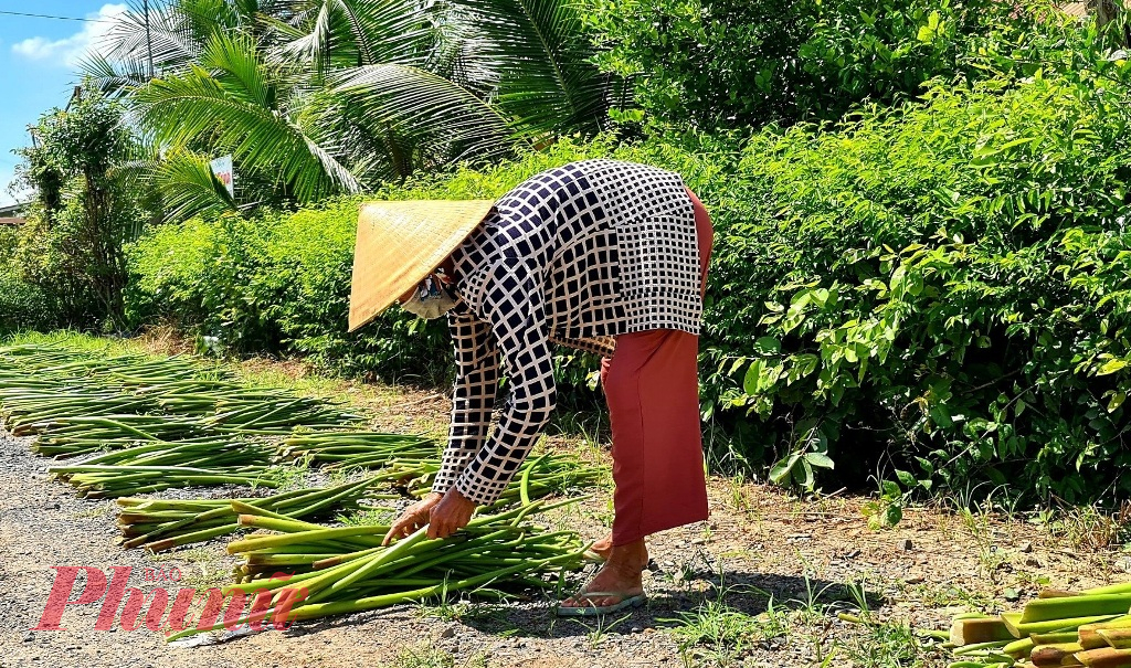 Lục bình sinh sản rất nhanh nên dễ làm nghẽn ao hồ, kinh rạch. Cây có thể sống ở cả trên cạn ven bờ và dưới nước. Một cây mẹ có thể đẻ nhánh tạo cây con, tăng số cá thể gấp đôi mỗi 2 tuần. 