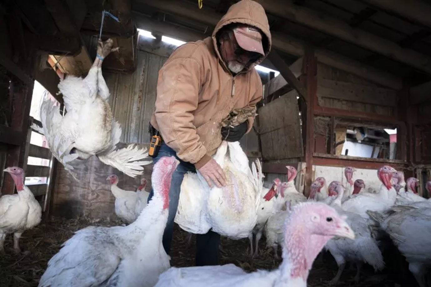 Cúm gia cầm lây lan sang gà và động vật trang trại từ các loài chim hoang dã — Ảnh: Reuters