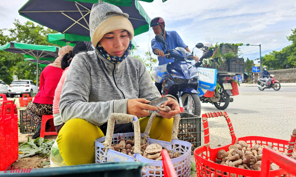 Nấm tràm được phân bố rộng rãi nhiều nơi ở miền Trung Việt Nam như Thừa Thiên Huế, Quảng Trị, Quảng Bình... Để thu được chục kg nấm, người dân phải đi rong ruổi trên những cánh rừng tràm để hái. Nấm tràm thường mọc nhiều sau những cơn mưa giông mùa 