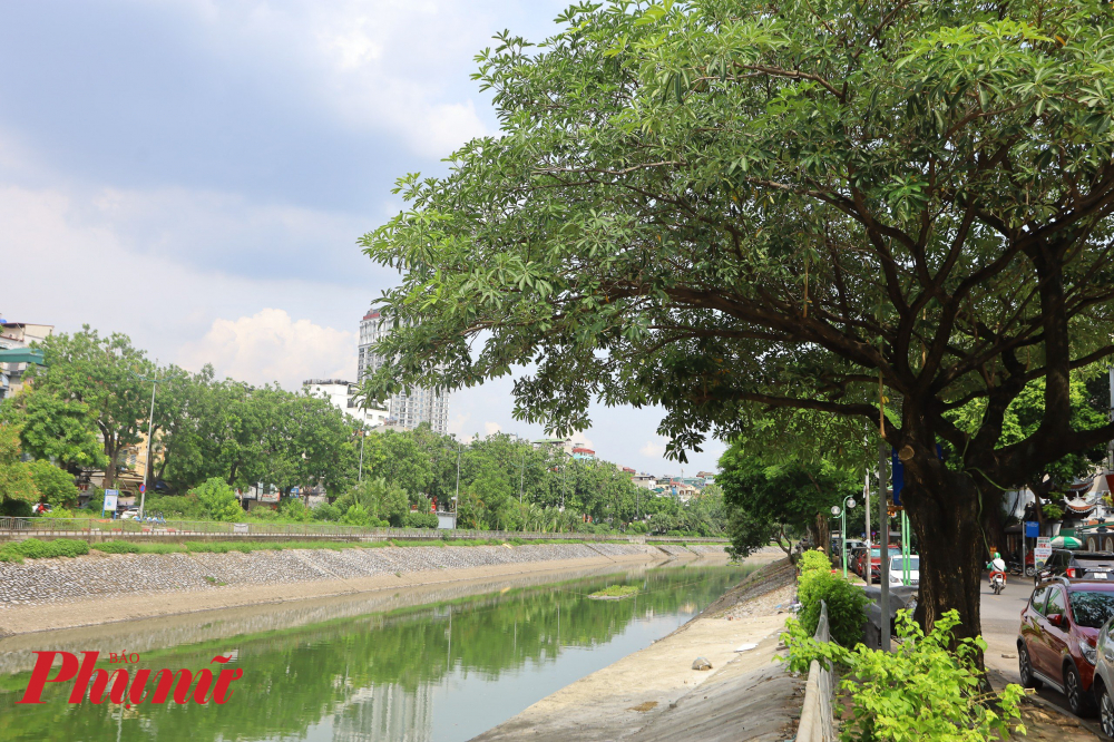 Dù dưới làn nước vẫn còn đó nhiều rác thải nhưng màu xanh đã trở thành điểm nhấn lớn hơn.