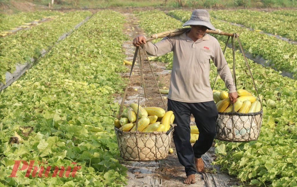 Do đầu ra và khâu vận chuyển dưa gang chín khó nên hầu hết lượng dưa thu hoạch đều được người trồng cung ứng tại địa phương.