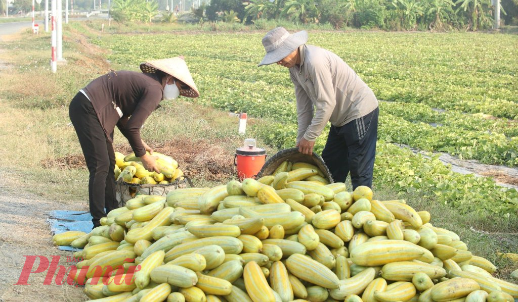 Đặc thù dưa gang khi bắt đầu già là nhanh chín và nứt trái nên người trồng dưa gang đều tranh thủ thu hoạch khi dưa chín rộ.